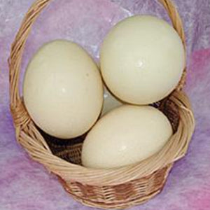 おもしろギフトダチョウの卵 1個　まずはあるかどうかお問い合わせ下さい。産む季節があります - 小嶋商事株式会社の山形産直市場giftおもしろギフトダチョウの卵 1個　まずはあるかどうかお問い合わせ下さい。産む季節がありますおもしろギフト